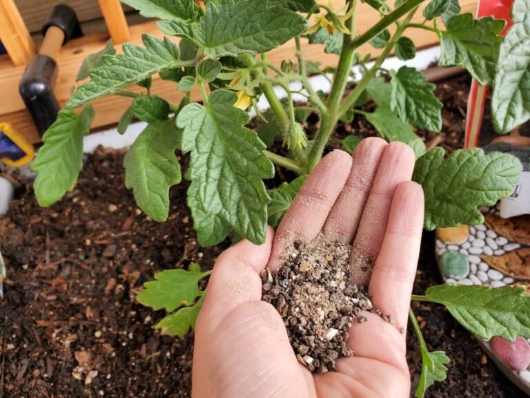 Organic Fertilizer Guide