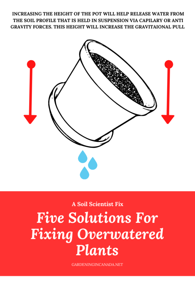 How To Fix Overwatered Plants