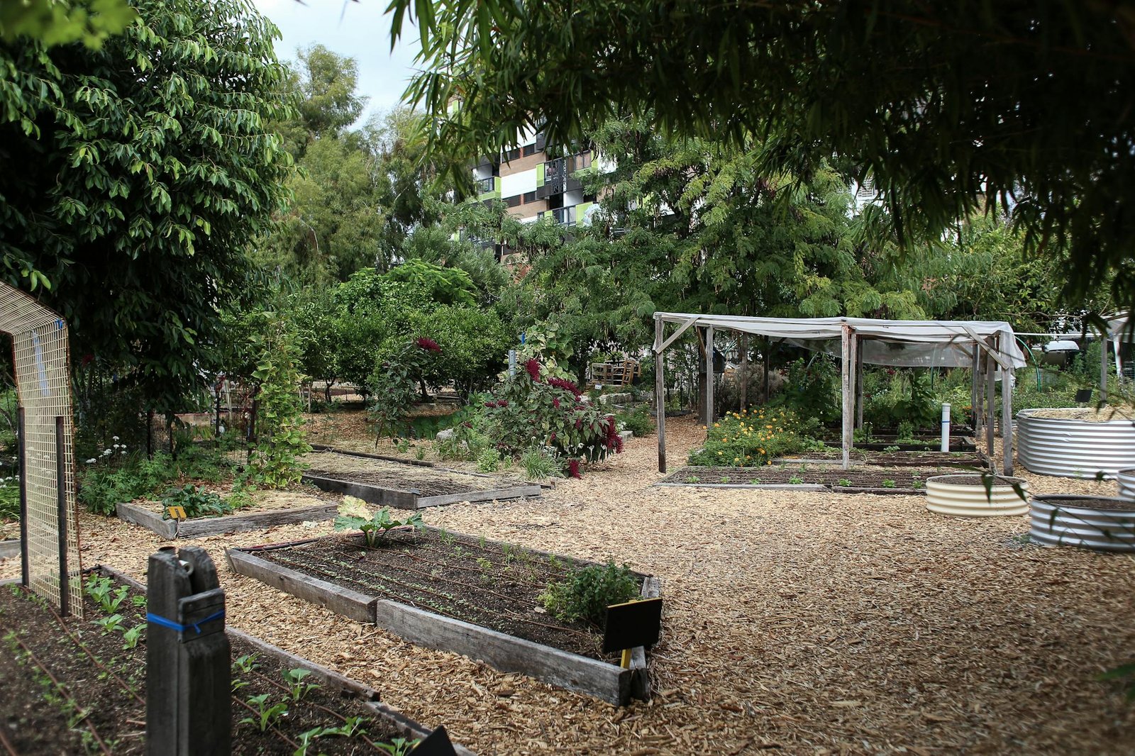 A thriving urban community garden with diverse plant life and wooden pathways under natural light.