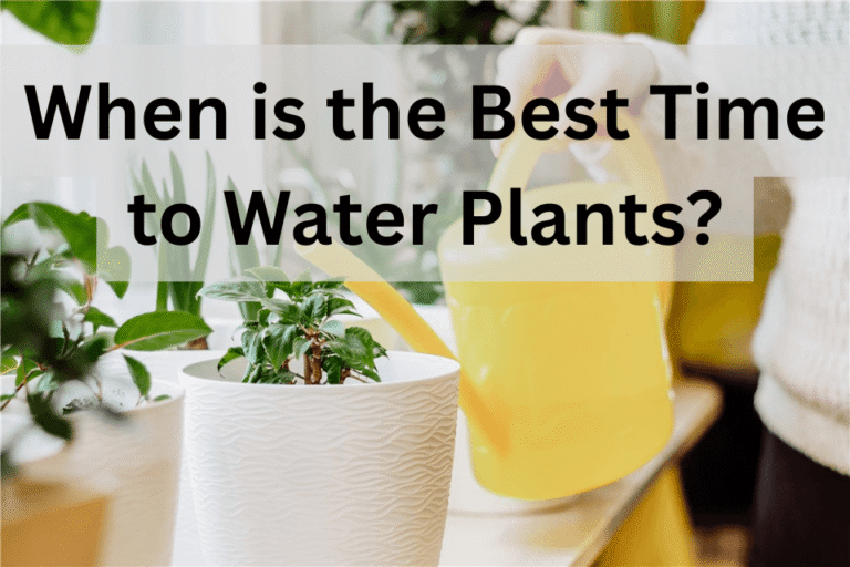 Best Time To Water Plants Morning Or Evening