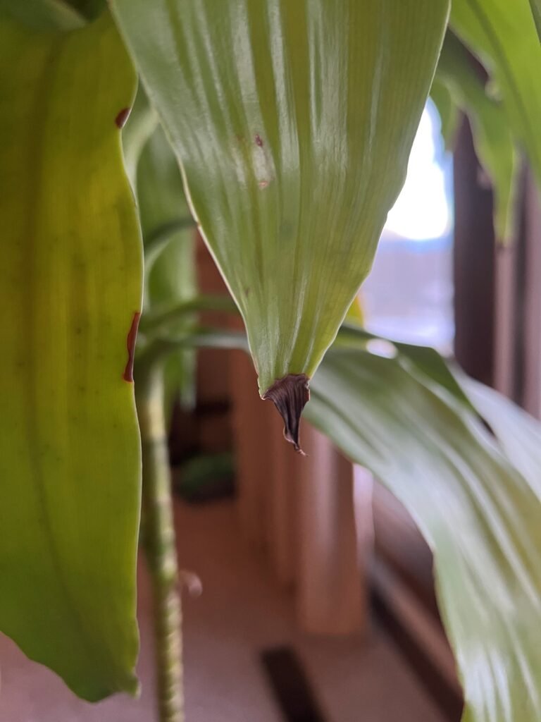 Why Plants Turning Brown Tips