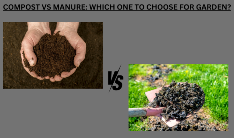 Compost Vs Fertilizer