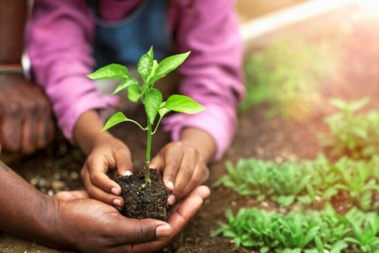 Beginner Gardening Tips At Home