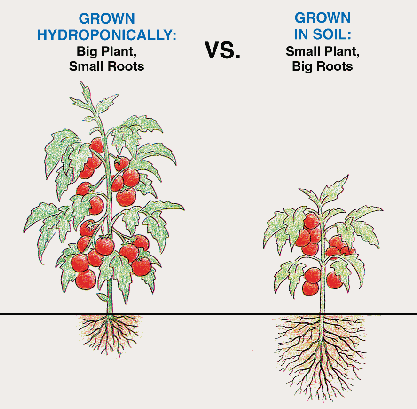 Hydroponics Vs Soil