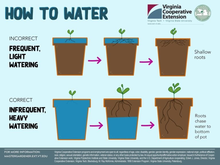 Watering Plants Correctly