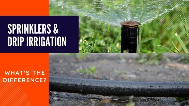 Drip Irrigation Vs Sprinkler