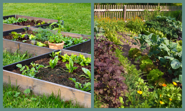Raised Bed Vs Ground