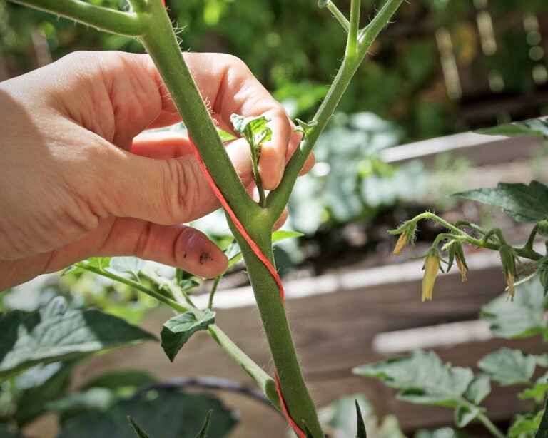 Plant Growth Tips