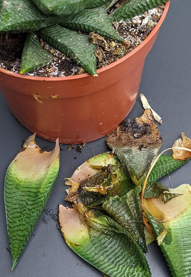 How To Save Overwatered Succulents