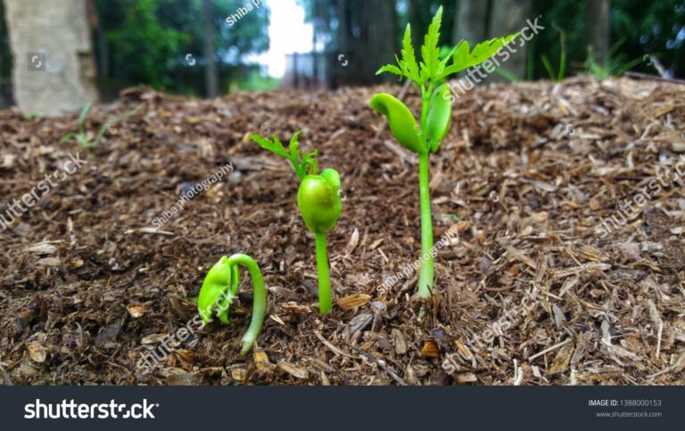 Why Plants Growing Slowly