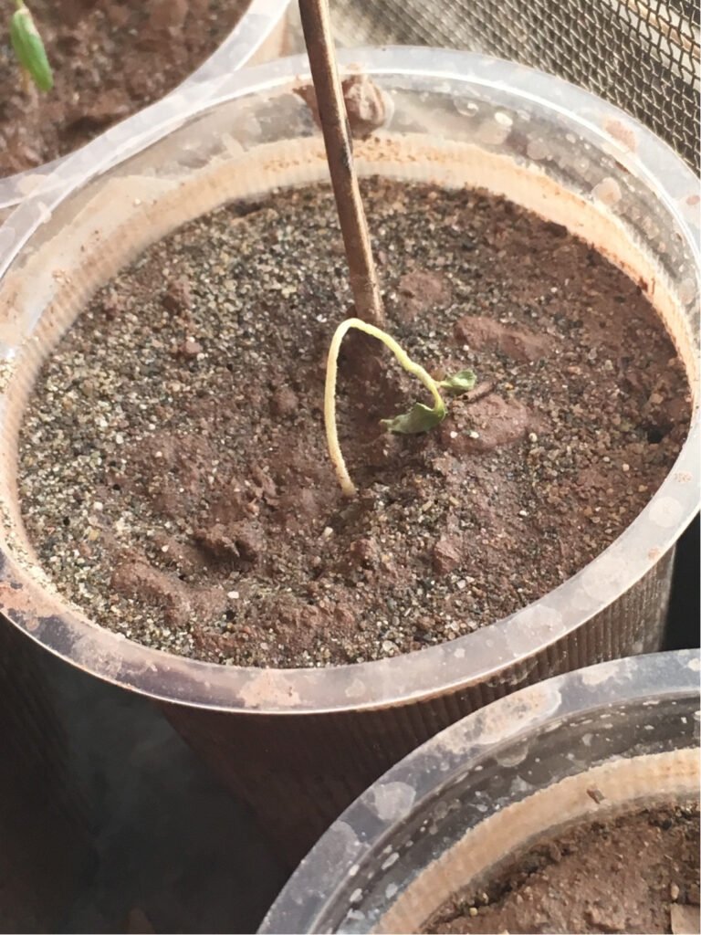 Why Seedlings Not Growing
