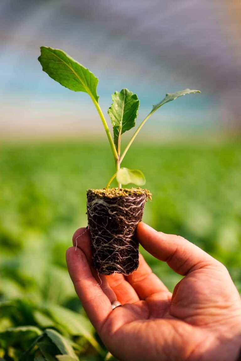 Seeds Vs Seedlings