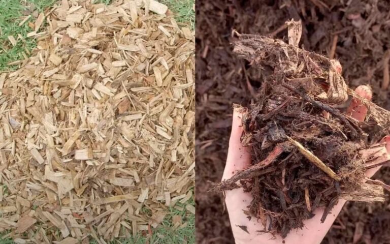 Mulch Vs Bark