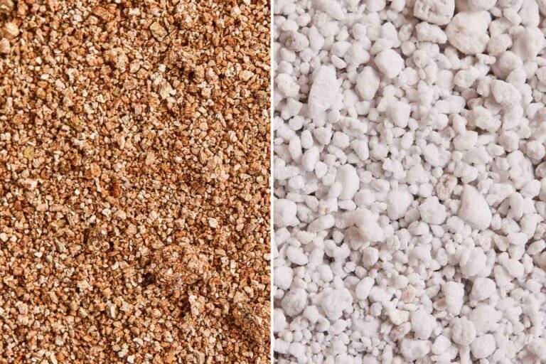 Perlite Vs Sand For Plants