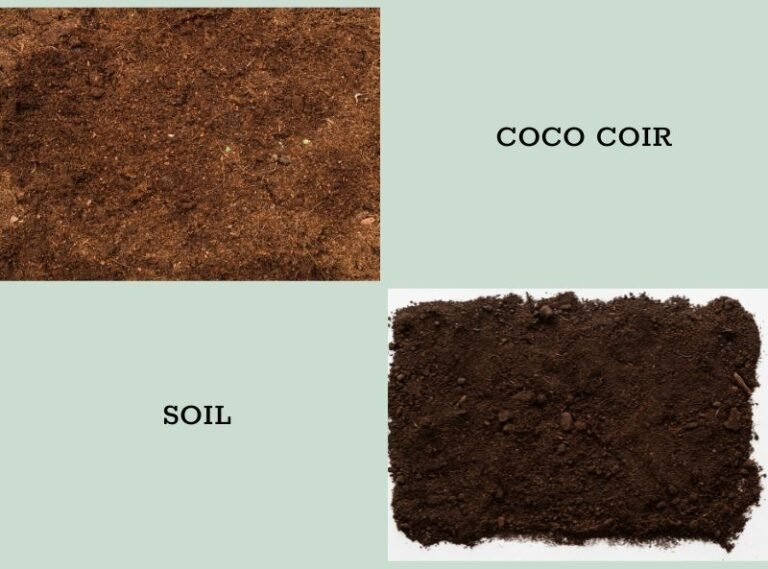 Coco Peat Vs Soil