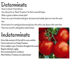 Determinate Vs Indeterminate Tomatoes