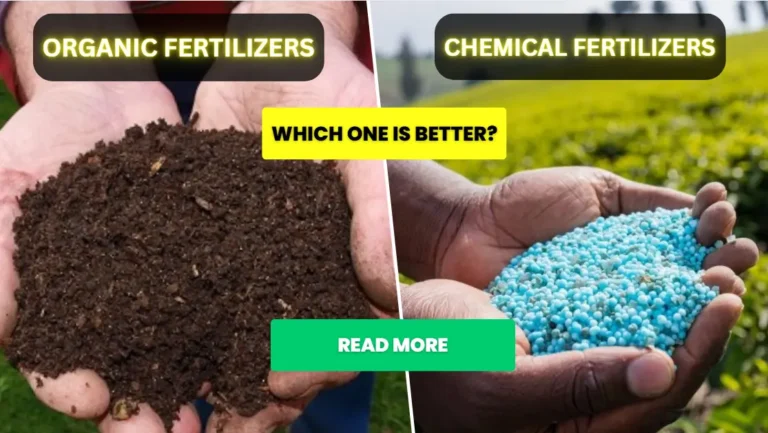 Organic Fertilizer Vs Chemical Fertilizer