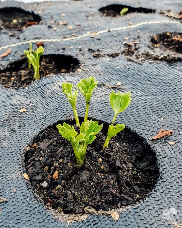Landscape Fabric Vs Mulch