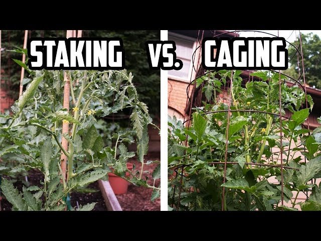 Trellis Vs Tomato Cage