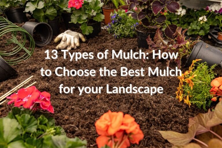How To Choose The Right Mulch For Your Garden