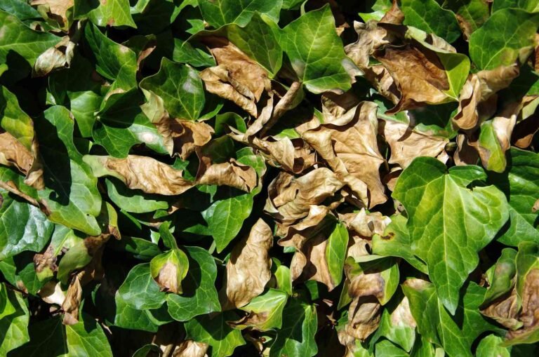 How To Prevent Sunscald On Plants