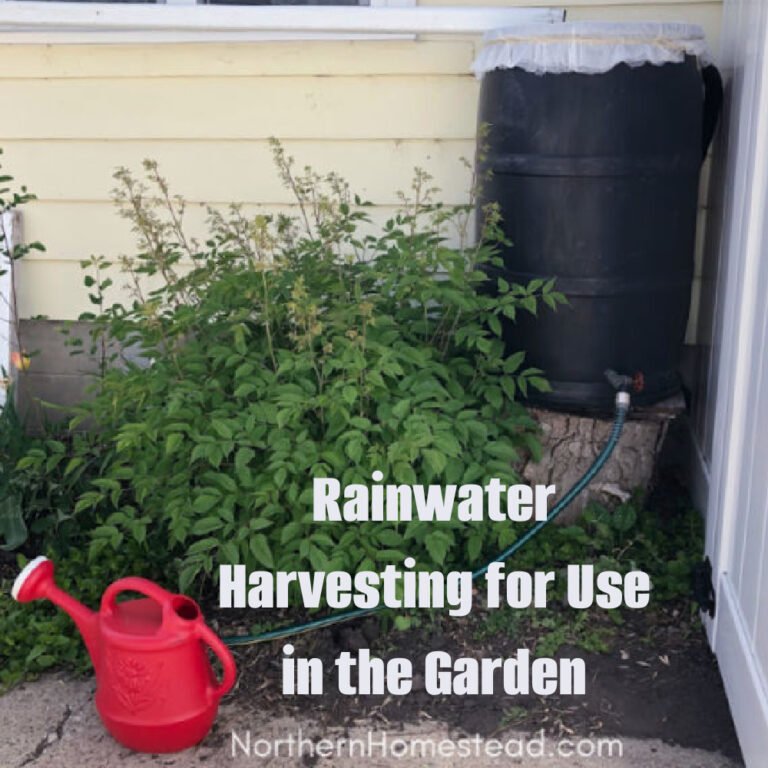 How To Collect Rainwater For Gardening