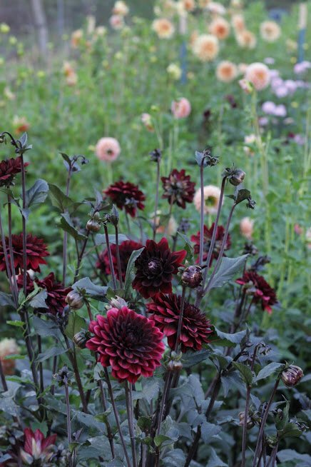 How To Grow A Cut Flower Garden