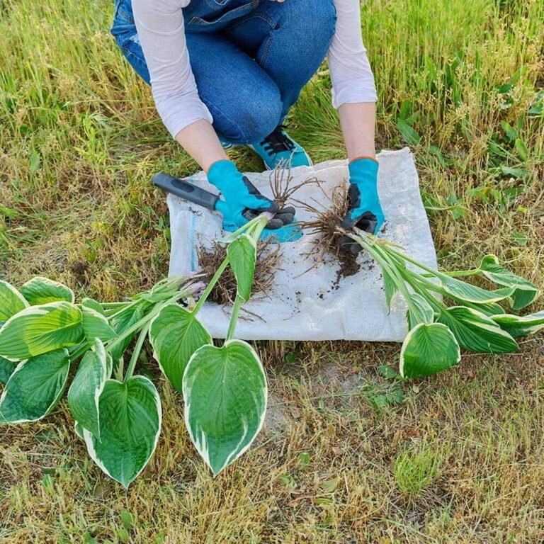 How To Divide Perennial Plants