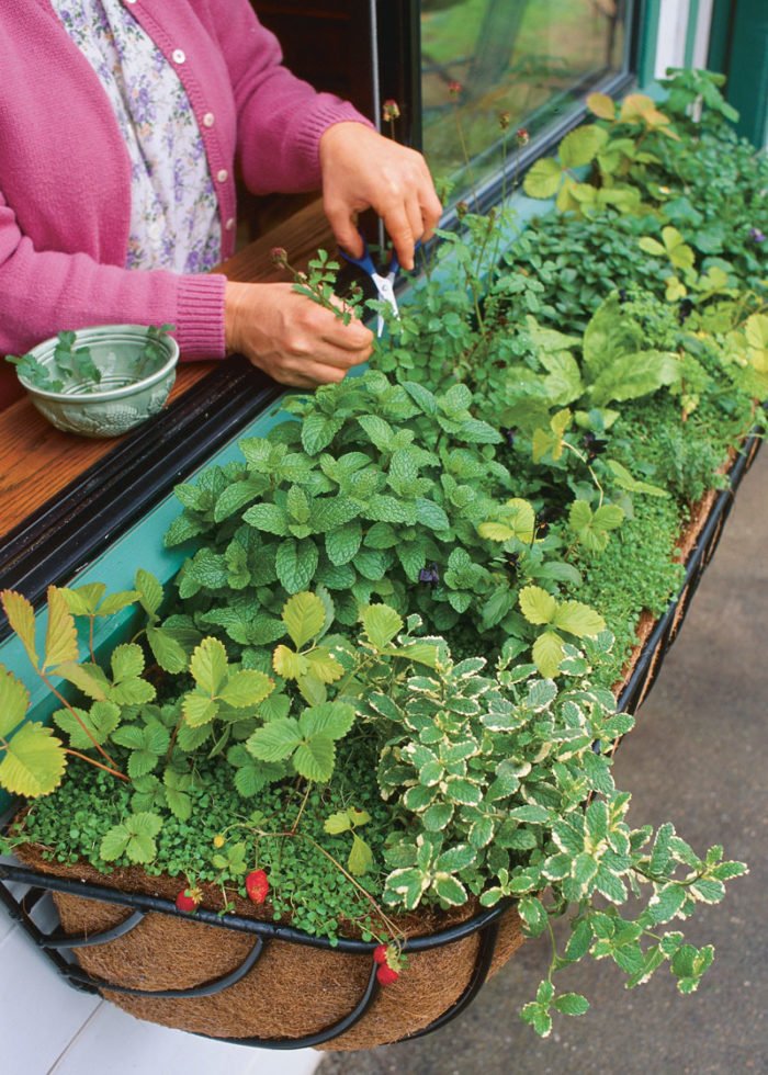 How To Grow A Kitchen Herb Garden