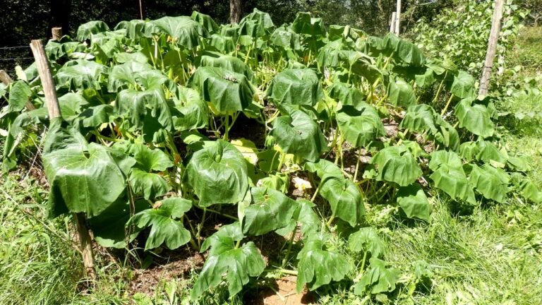How To Protect Plants During A Heat Wave