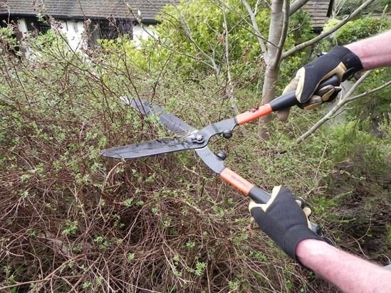 Hedge Shears Vs Hedge Trimmer